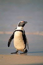 Black footed penguin {Spheniscus demersus} South Africa