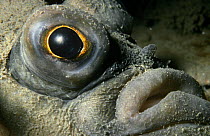Plaice {Pleuronectes platessa} close-up of face, UK