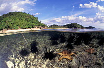 Sea urchins and starfish at low tide {Diadema setosum} Indo Pacific. split level