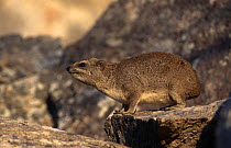 Small toothed rock hyrax {Heterohyrax brucei} Zimbabwe