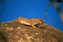 Small toothed rock hyrax {Heterohyrax brucei} Zimbabwe