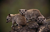 Small toothed rock hyrax young {Heterohyrax brucei} Zimbabwe