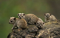 Small toothed rock hyrax young {Heterohyrax brucei} Zimbabwe