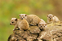 Small toothed rock hyrax {Heterohyrax brucei} four young on rocks, Zimbabwe