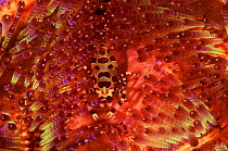 Sea urchin shrimp {Periclimenes colemani} on Sea urchin {Asthenosoma varium} Indonesia Sulawesi