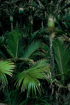 Nikau palm {Rhopalostylis sapida} South Island, New Zealand