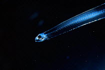 Conger eel leptocephalus (larval) stage {Conger myriaster} Plankton. Mediterranean