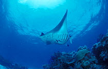 Manta ray swimming over coral reef {Manta birostris} Indo Pacific