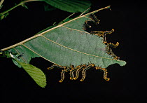 Birch sawfly {Cimbex femoratus} larvae displaying on alder  England, UK