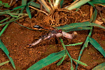 Sand wasp {Ammophila beniniensis imerinae} female carries paralysed caterpillar to nest Ankarana SR, Madagascar