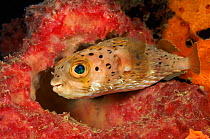 Balloon fish {Diodon holocanthus} Bonaire, Caribbean