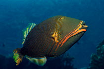 Orange lined triggerfish {Balistapus undulatus} Indo-pacific