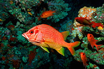 Long jawed squirrelfish {Sargocentron spiniferum} Maldives, Indian ocean