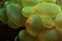 Coral goby {Pleurosicya mossambica} on bubble coral Philippines