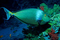 Bluespine unicornfish {Naso unicornis} Red Sea