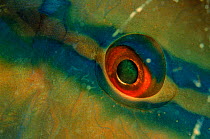 Parrotfish eye close-up {Scarus sp} Caribbean