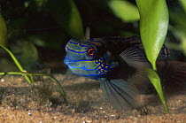 Mandarin fish {Synchiropus picturatus} captive