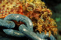 Tassled scorpionfish {Scorpaenopsis oxycephala} on anchor chain, Fiji