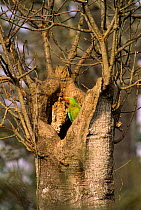 Buffon's macaw {Ara ambigua} at nest in tree, Cerro Blanco, Ecuador, South America