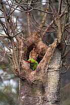 Buffon's / Guayaquil / Great Green macaw {Ara ambigua} at nest, West Coast, Ecuador. Cerro