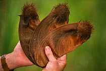 Large winged seeds of Amarillo tree held in hand, {Centrolobium ochroxylum} Cerro Blanco, Ecuadpr