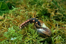 Glow worm {Lampyris noctiluca} (beetle larva) feeding on snail England, UK
