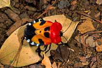 Shieldbug {Pentatomidae} Ankarna SR, Madagascar