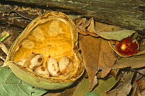Stainer bug nymphs feeding on seed (Pyrrhocoridae) Santa Rosa NP, Costa Rica