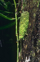 Lantern fly on tree trunk (Fulgoridae) Amazonia, Ecuador