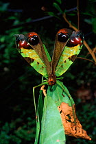 Katydid in threat display {Tettigonoidae} Amazonia, Ecuador