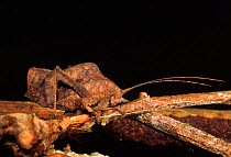Katydid camouflaged as dead leaf {Tettigonoidae} Amazonia, Ecuador