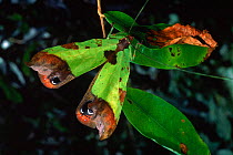 Katydid threat display {Tettigonoidae} Amazonia, Ecuador