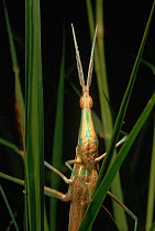 Striped grasshopper close-up {Acrida sp} Tsavo NP, Kenya