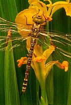 Southern hawker dragonfly {Aeshna cyanea} on yellow iris.  England, UK