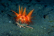 Sea urchin {Astropyga radiata} on crab, Sulawesi, Indonesia