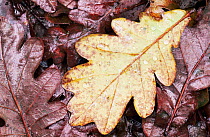 Fallen oak leaf {Quercus robur} Edzell, Angus, Scotland