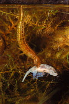 Great diving beetle larva {Dytiscus marginalis} preying on newt, England, UK, captive