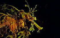 Head profile of Leafy seadragon (Phycodurus eques) South Australia