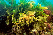 Leafy sea dragon well camouflaged against seaweed {Phycodurus eques} S. Australia.