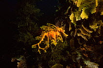 Leafy seadragon {Phycodurus eques} South Australia