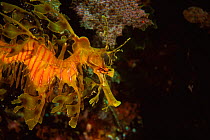 Leafy seadragon {Phycodurus eques}, South Australia