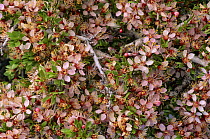 Desert apricot {Prunus fremontii} in bloom, Eastern Sierras, California, USA