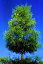 Canary pine {Pinus canariensis} top section, Europe