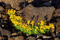 Yellow saxifrage {Saxifraga aizoides} on scree slope, Europe