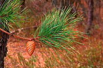Cone and needles of pitch pine tree {Pinus rigida}, Pine Barrens, New Jersey, USA (Cones sealed until fire)