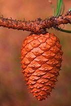 Pitch pine tree {Pinus rigida} cone, Pine Barrens, New Jersey, USA (Cones sealed until fire)