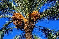 Fruits developing on date palm {Phoenix dactylifera}, Europe