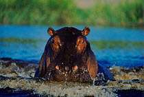 Hippo bull charging in water {Hippopotamus amphibius} Moremi Res. Botswana, Africa