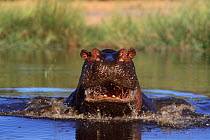 Hippo bull charging {Hippopotamus amphibius} Moremi Reserve, Botswana
