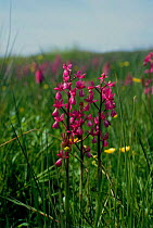 Loose flowered (Jersey) orchid {Anacamptis laxiflora}, Jersey